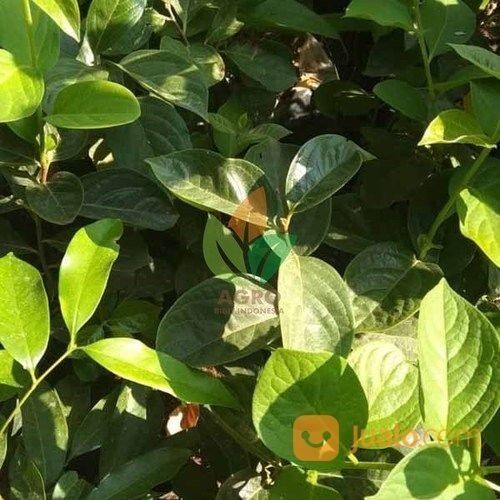 TANAMAN POHON bibit buah kesemek cepat berbuah CAKEPP