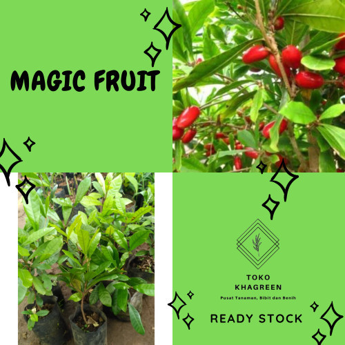 Bibit pohon buah magic fruit / miracle berry fruit / buah ajaib POHON