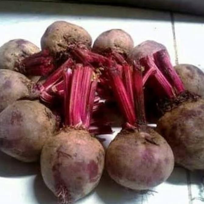 

BUAH BIT BEET ROOTBEET