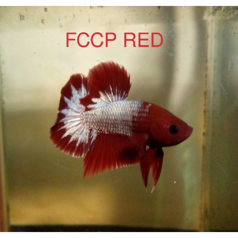 Ikan Cupang Blue Rim / Fccp / Avatar