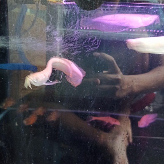 arwana silver albino 10-12cm