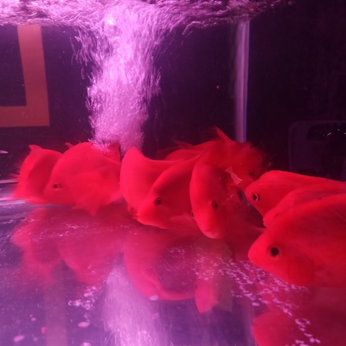 ikan red perrot