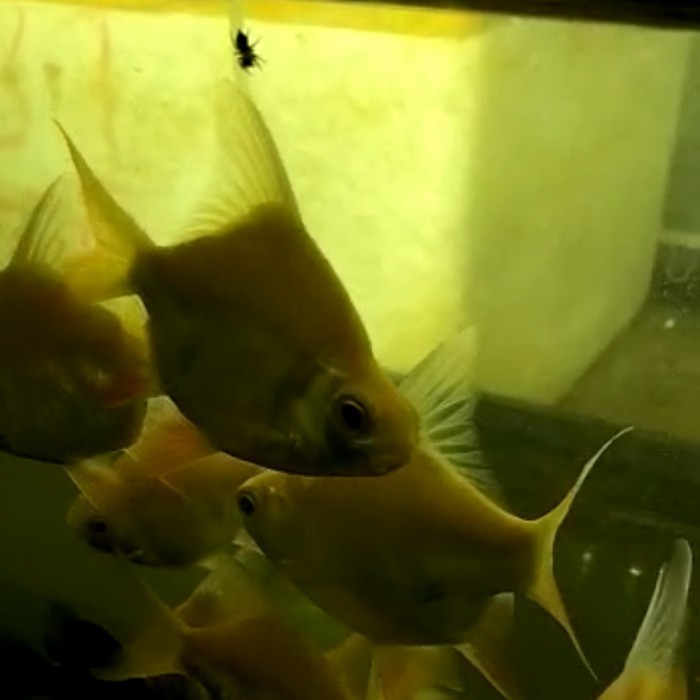 kaviat albino short body