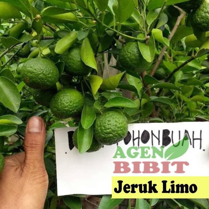 Best Bibit Pohon Jeruk Limo sudah Berbuah - Tanaman Daun Jeruk Limau .,
