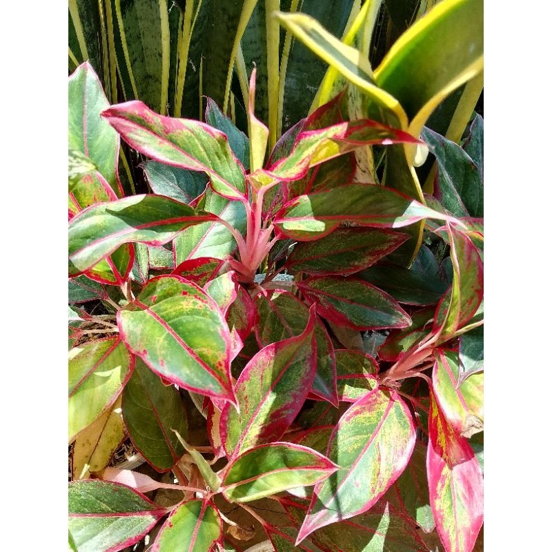 Aglaonema lipstik merah