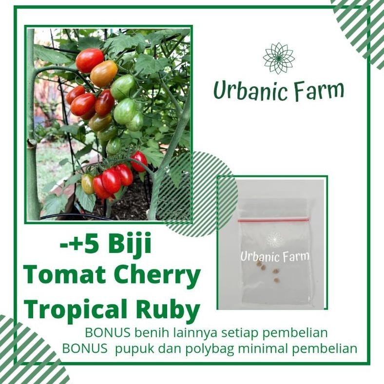 5 biji benih tomat Cherry tropical ruby Known You Seed-Benih Sayuran Seribuan
