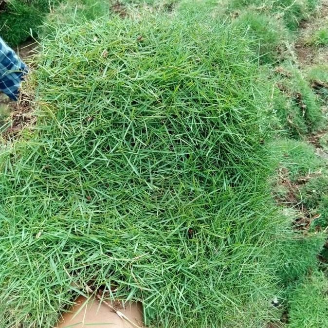 Paketan 5 Meter Rumput Jepang/Rumput Taman Murah