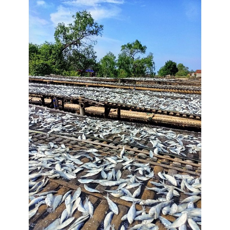 

IKAN ASIN TEMBANG ORIGINAL 1KG