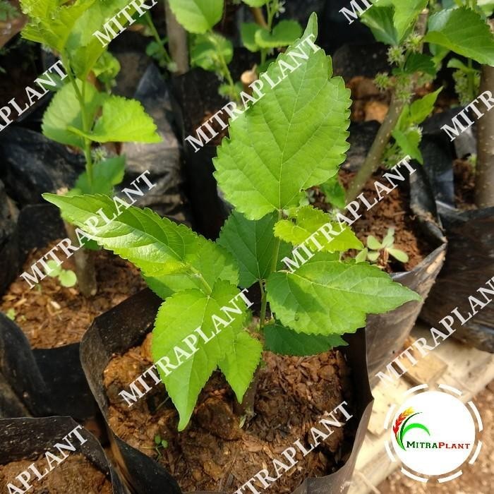 

Bibit Pohon Murberry - Buah Murbei - Tanaman Bebesaran Mulberry Fruit Best Seller