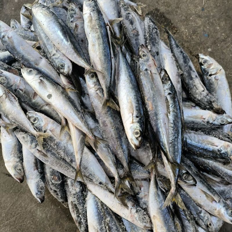 

Ikan Layang Deles 10kg