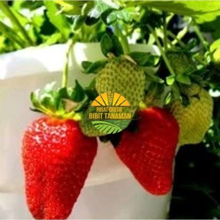 Bibit pohon strawberry red giant australia jumbo / tanaman buah jumbo ASLI