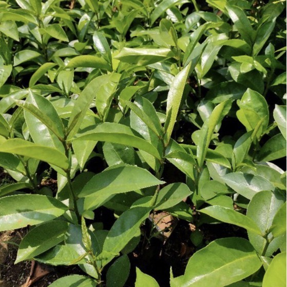 Bibit pohon buah buni/cepat berbuah buni tanaman buah langka ASLI