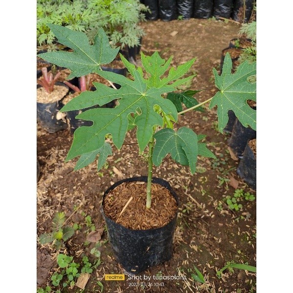 Bibit Pohon Pepaya California 20-30 cm - Tanaman Buah Calina IPB 9 ASLI