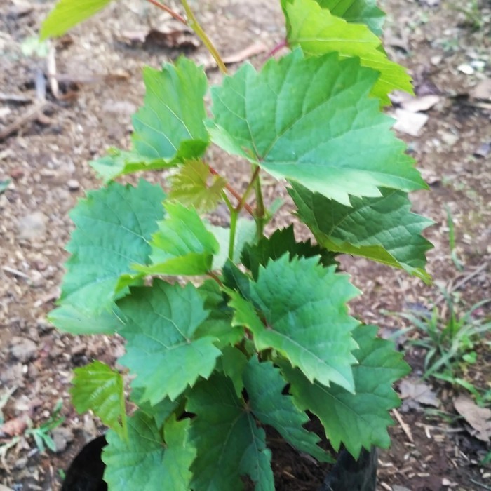 Bibit Tanaman Buah Anggur Merah Pohon Buah Anggur Merah ASLI