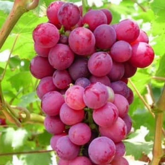 Pohon Anggur Merah Bibit Tanaman Pohon Buah Anggur Merah ASLI
