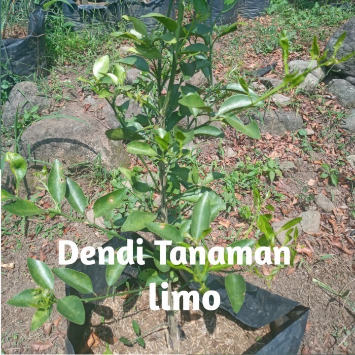 Bibit Pohon Jeruk Limau / Tanaman Buah Jeruk Limau MANIS ASLI