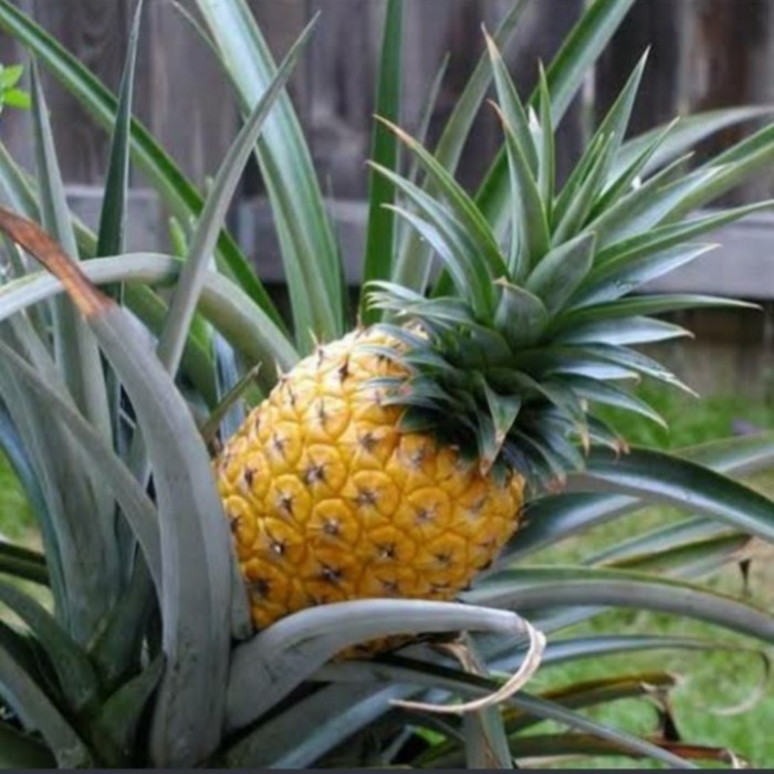 bibit tanaman buah nanas madu jumbo,super