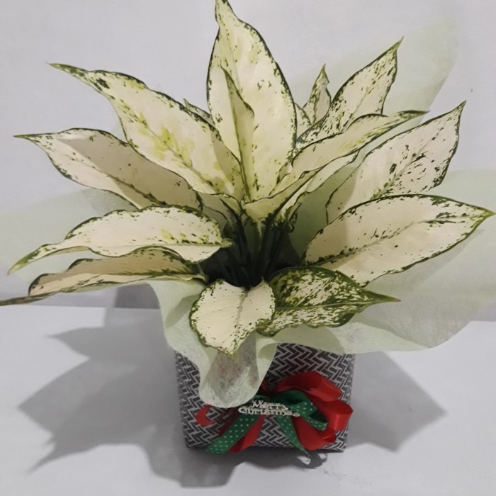 

Hampers Tanaman Gift, Aglonema Snow White, Hampers Tanaman Aglonema