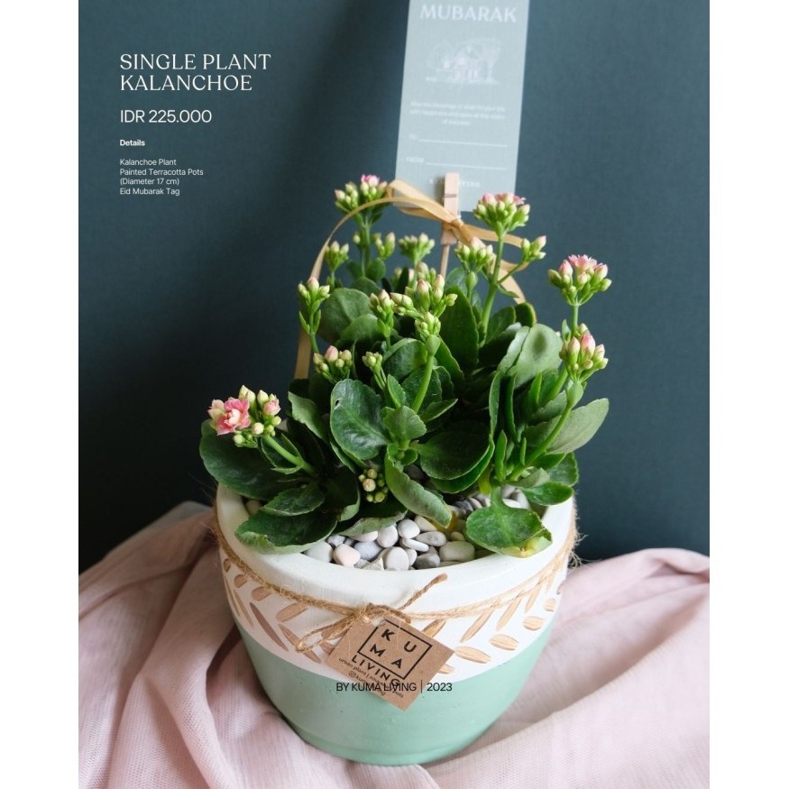 

Single Plant Kalanchoe Kuma Living Parcel Idul Fitri / Hampers Lebaran