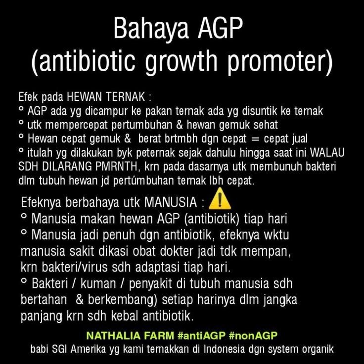 

DISKON SAMCAN TANPA KULIT / PORK BELLY SKIN OFF READYY