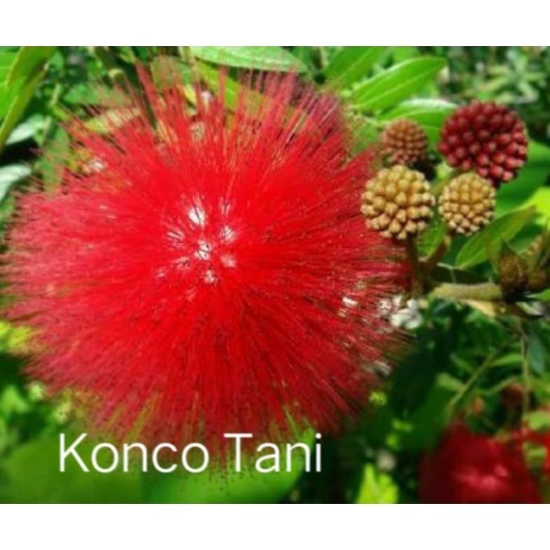 omahijoofficial Bibit Bunga Kaliandra Lusiana Merah Kaliandra Surinamensi