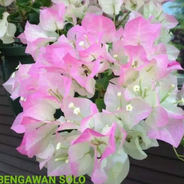 omahijoofficial Bougenville Bengawan Solo Murah // Bougenvil Bengawan Solo Sambung Pucuk
