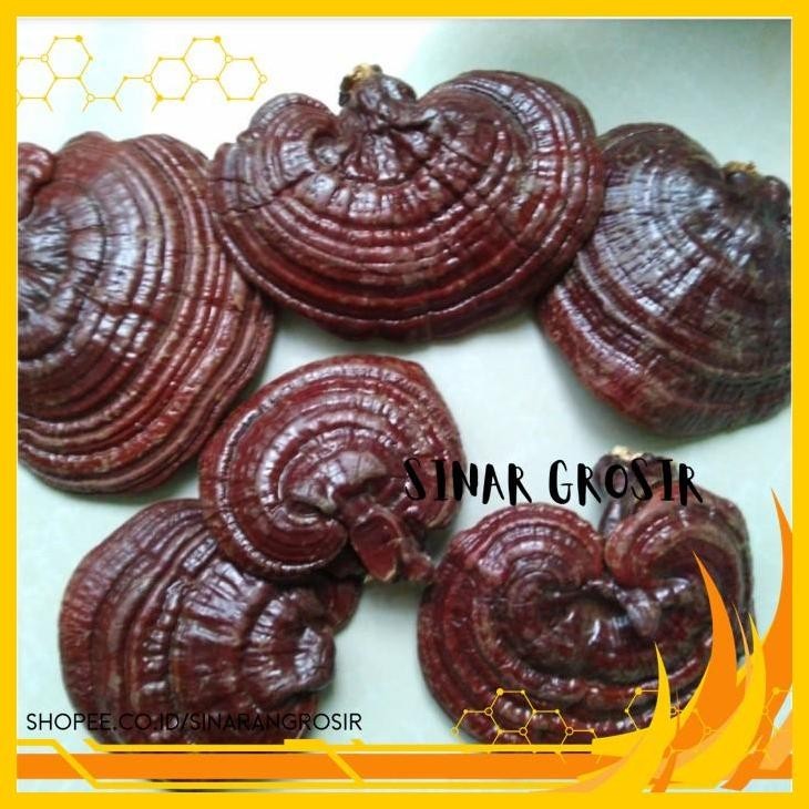 

JAMUR LINGZHI 200GR - JAMUR LING ZHI ASLI BERKUALIAS