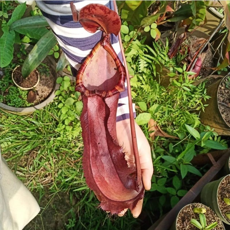 

Giant !!! Mirabillis x sumatrana