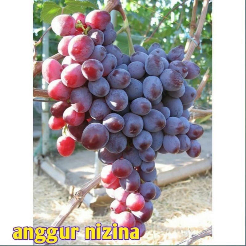 Bibit Anggur Import Nizina