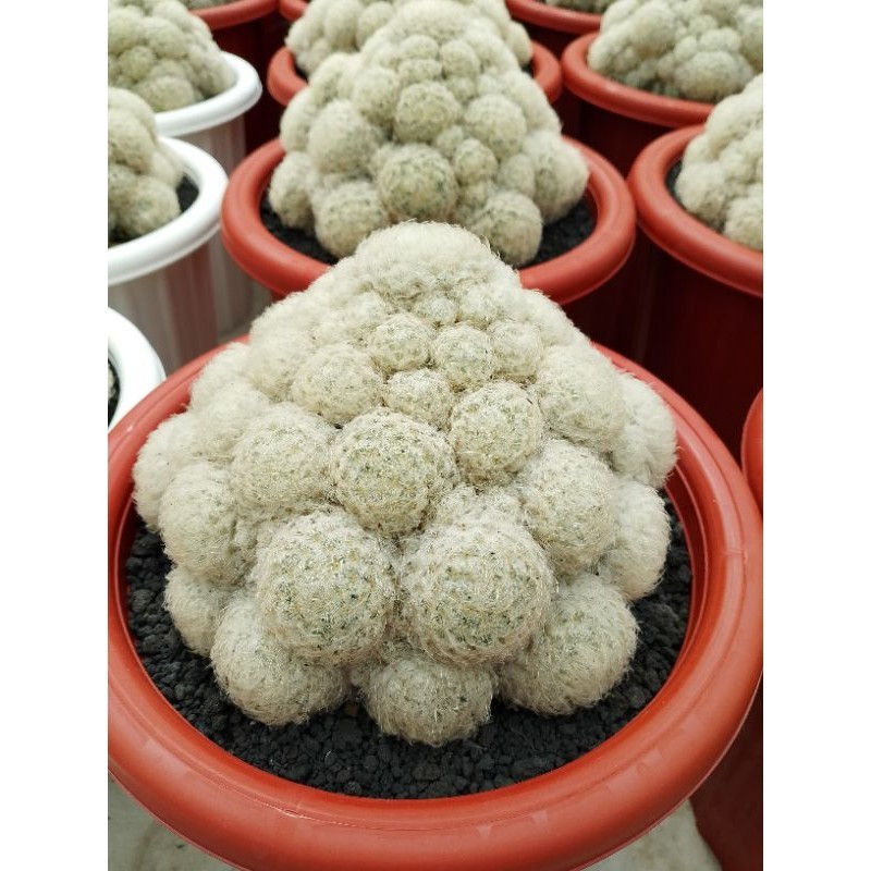 kaktus mammillaria plumosa cluster size besar KAKTUS SUKULEN TANAMAN HIAS
