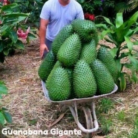 

Bibit Tanaman Sirsak Cuba Sirsak Jumbo Okulasi Cepat Berbuah