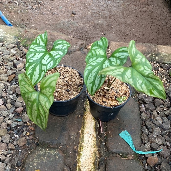 

Tanaman Hias Keladi Tato Caladium Cercetis