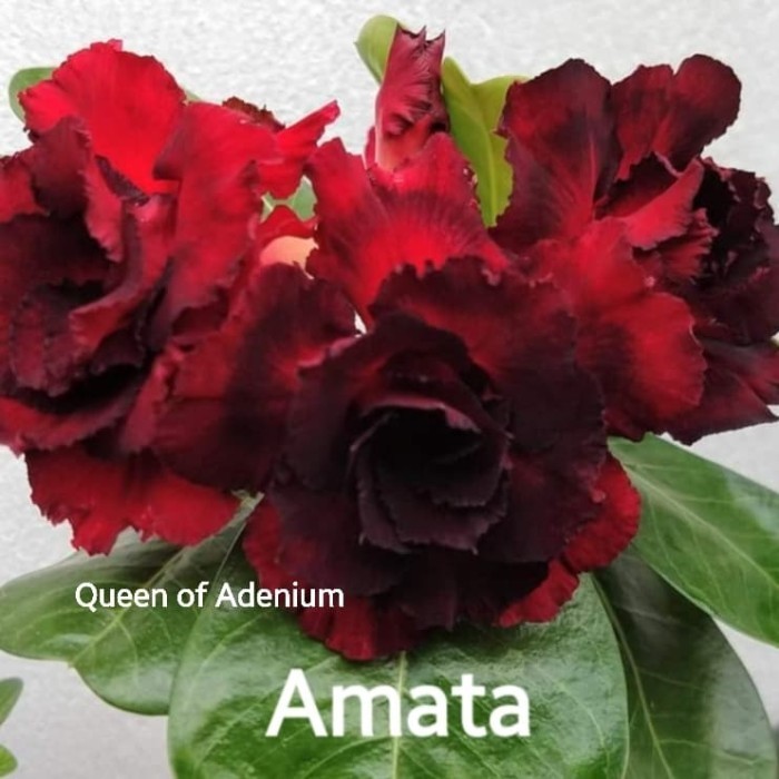 

Tanaman Hias Bunga Adenium Tumpuk Kamboja Id Amata Size A+