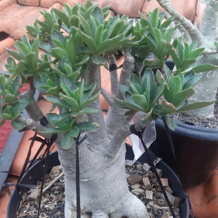 

Paket Adenium Karakter