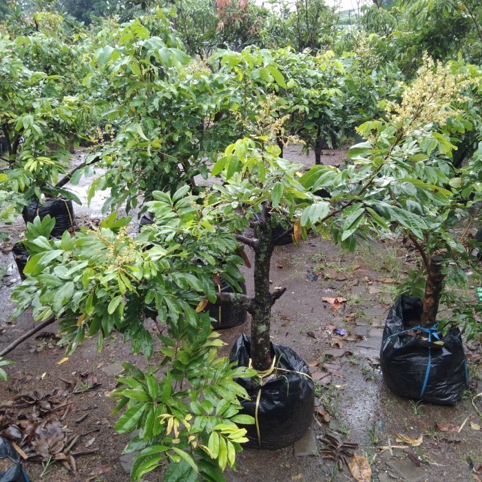 

Bibit Pohon Lengkeng Full Kembang .