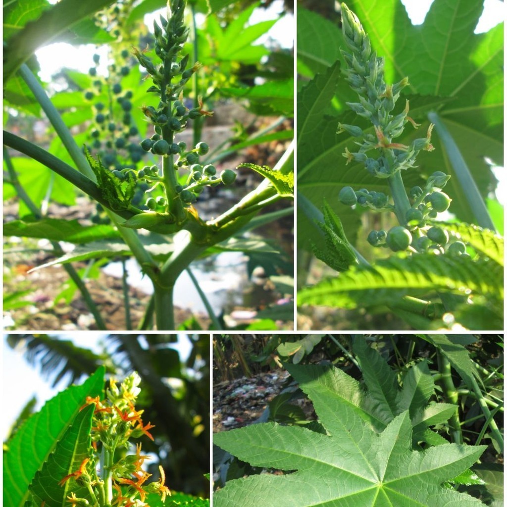 Victory Seed - Daun Jarak Kepyar Hijau Herbal Segar (Isi 25 Lembar)