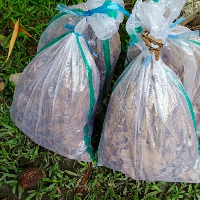 

Jangkrik Alam Hidup Karungan Setengah Kilo