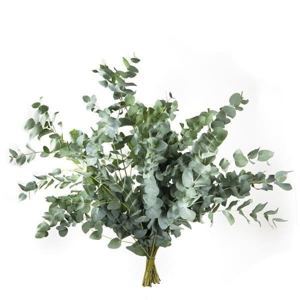 

Daun Eucalyptus Cinerea Xl - Daun Silver Dollar Rustic Impor Fresh