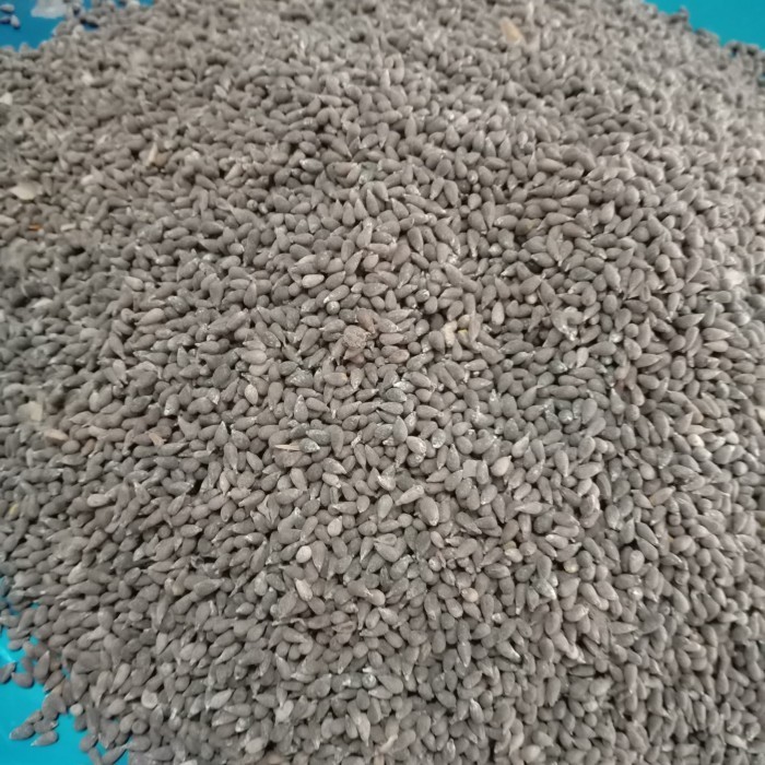 Benih balsa 10gram 900 biji Bibit tanaman kayu balsa TOPP