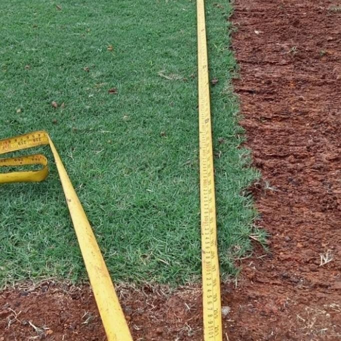 Rumput Jepang, Rumput Peking Per Meter