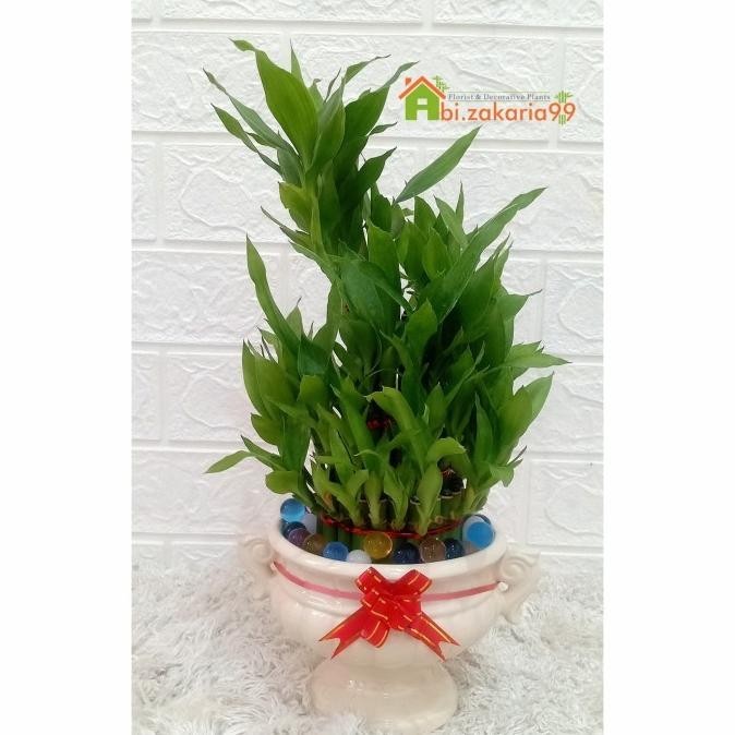 Bambu Hoki/Lucky Bamboo/Sri Rejeki/Bambu Cina/Vas Keramik Hidrogel