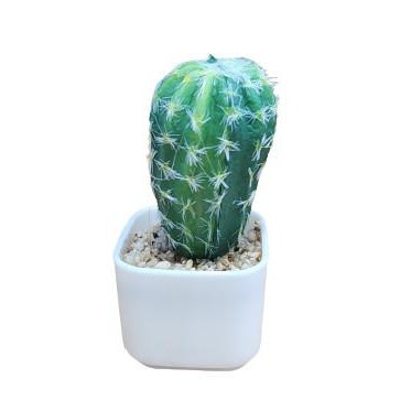 Kaktus Sukulen Mini Kaktus Plastik Pohon Kaktus Mini Artificial Plant