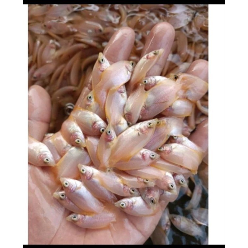 paket 20 gurame padang super hias