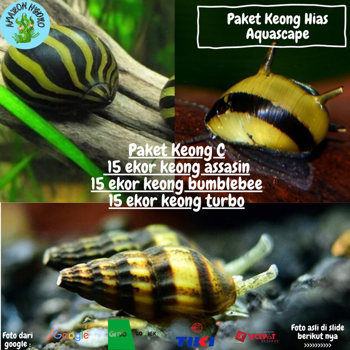 Paket Keong Hias Keong Hias Aquascape Keong Pembersih Paket Hemat