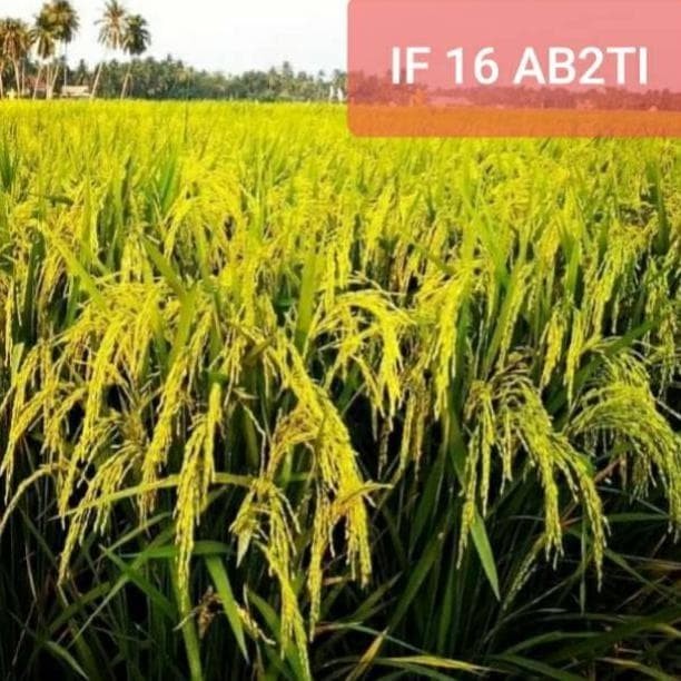Benih Padi IF 16 / Bibit Padi IF 16 AB2TI PROMO SPECIAL