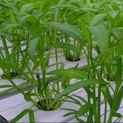 Gratis Bonus - 100 Bibit Benih Kangkung Air Hidroponik