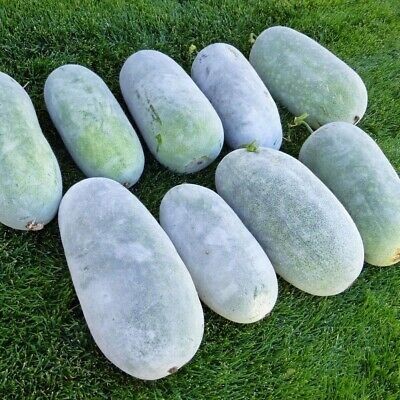 Gratis Bonus - 10 Bibit Benih Buah Kundur