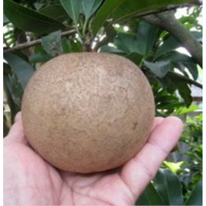 SAWO JUMBO SUDAH BERBUAH