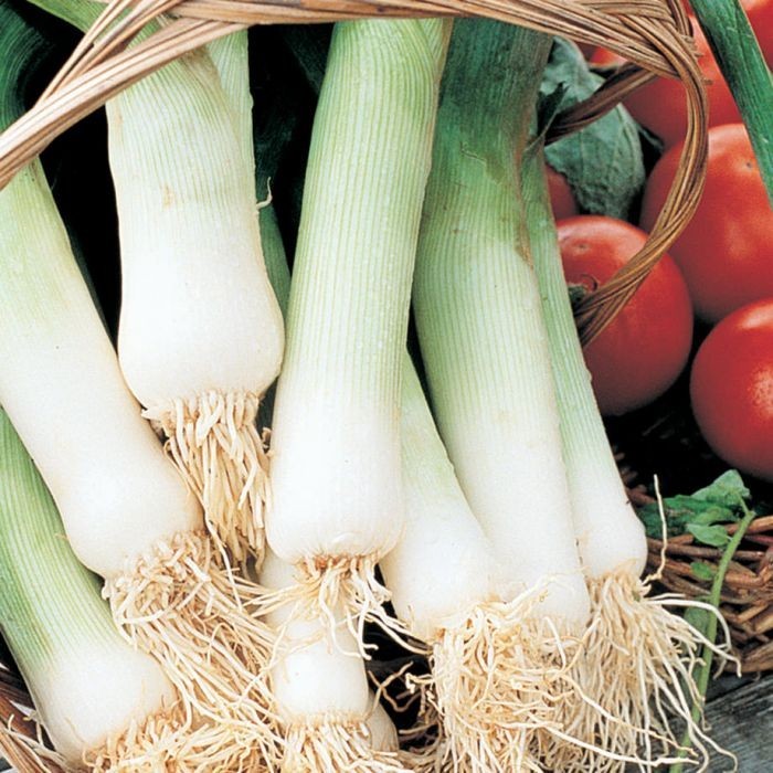 Online Seeds - 100 Benih Bawang Prei
