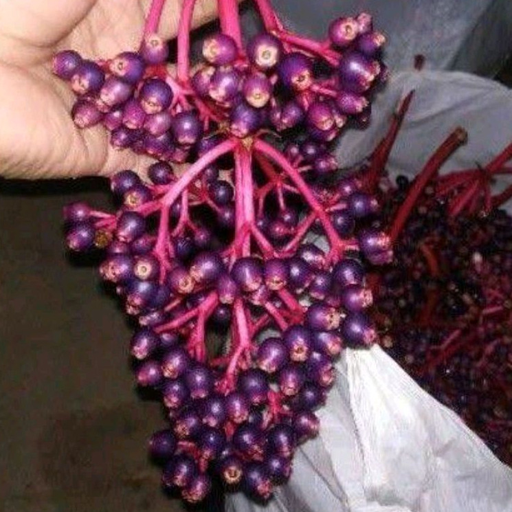 

1 Tangkai Buah Parijoto Segar Buah Promil Siap Konsumsi